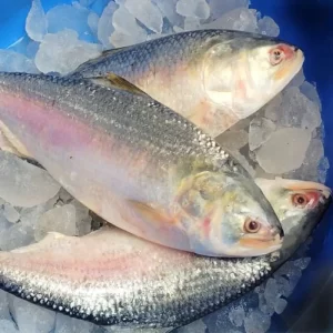Hilsa Whole 1 - 1.2 kg (हिल्सा)