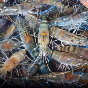 Scampi Prawns Grade B ( 15 – 20 Pcs) 1 Kg