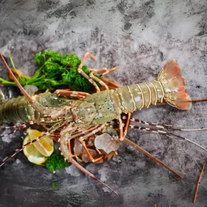 Lobsters 800gms Above