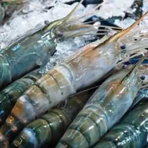 Jumbo Prawns ( 4 – 5 Pcs) 1 Kg